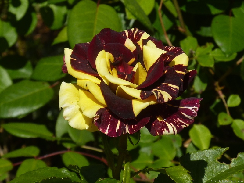 'Abracadabra (floribunda, Kordes, 2001)' rose photo