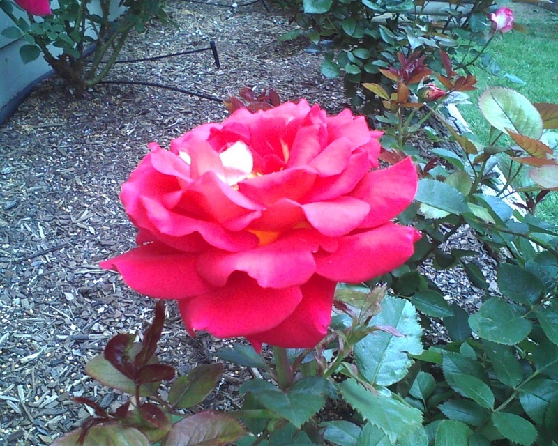 'Kleopatra ® (hybrid tea, Kordes 1994)' rose photo