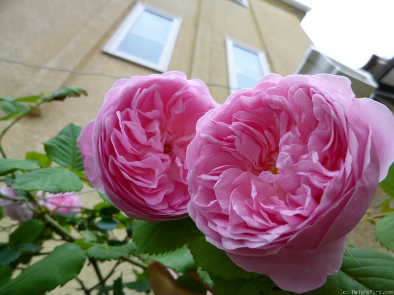 'Mayor of Casterbridge' rose photo