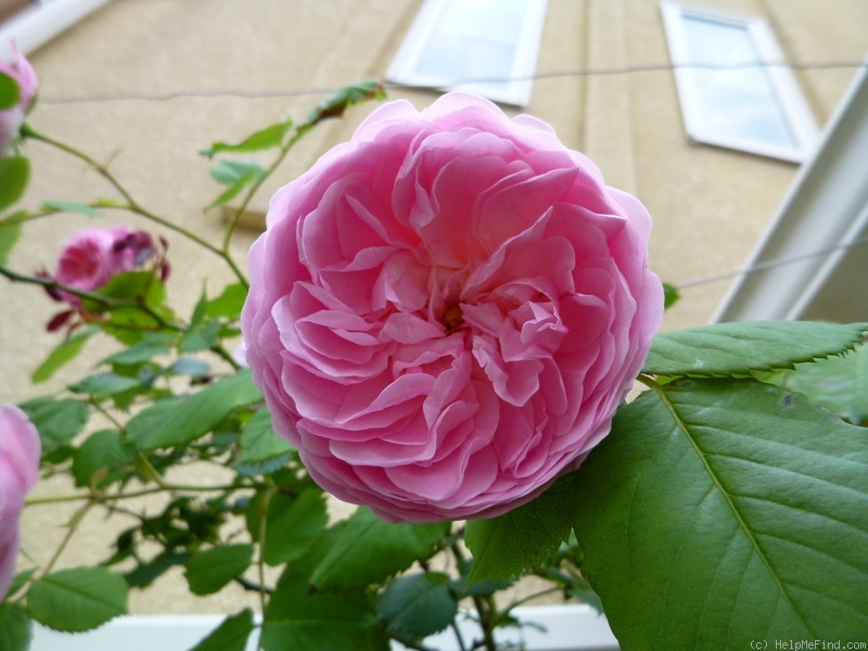 'Mayor of Casterbridge' rose photo