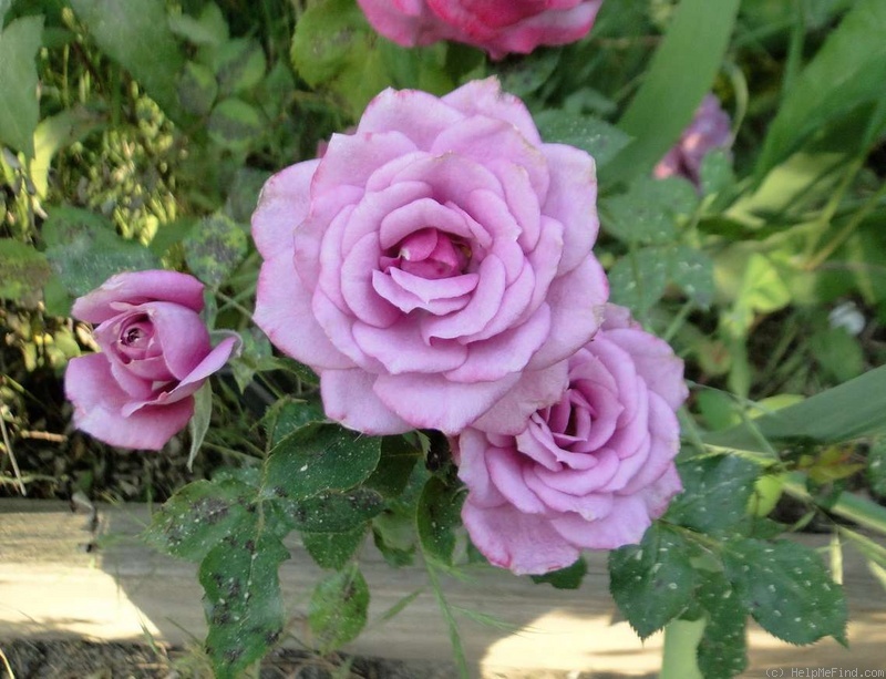 'Odessa' rose photo