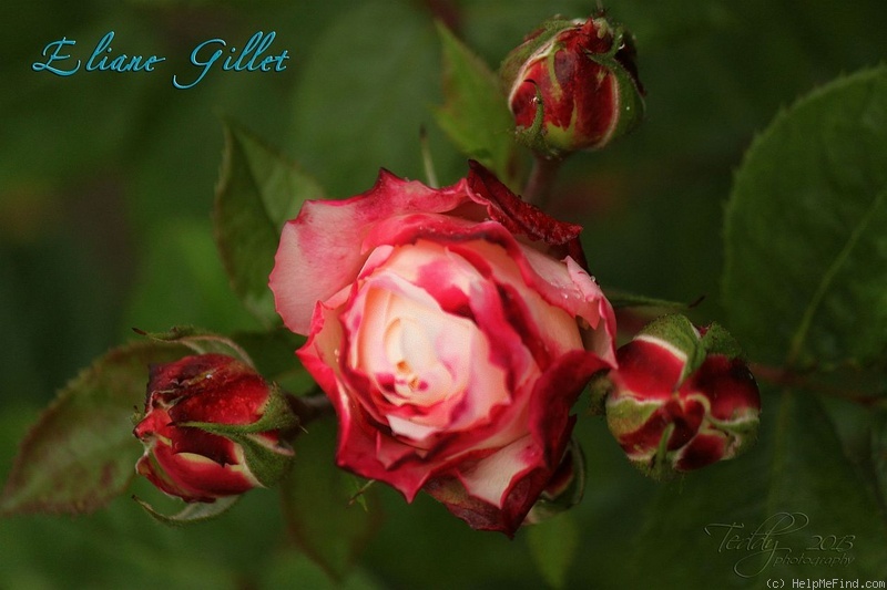 'Eliane Gillet ®' rose photo