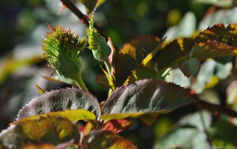 'Crested Sweetheart' rose photo