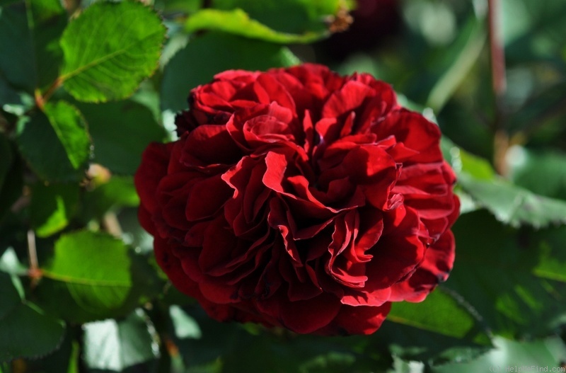 'Nadia Renaissance' rose photo