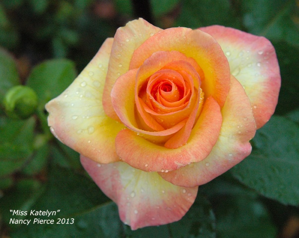 'Miss Katelyn' rose, click to enlarge 'Miss Katelyn' rose photo