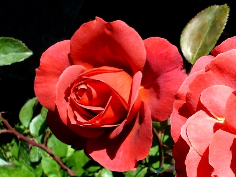 'Hot Cocoa ™ (Floribunda, Carruth 2001)' rose, click to enlarge 'Hot Cocoa ™ (Floribunda, Carruth 2001)' rose photo