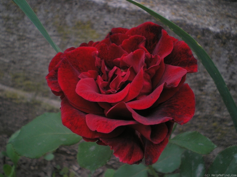 'Don Juan (large flowered climber, Malandrone 1958)' rose, click to enlarge 'Don Juan (large flowered climber, Malandrone 1958)' rose photo