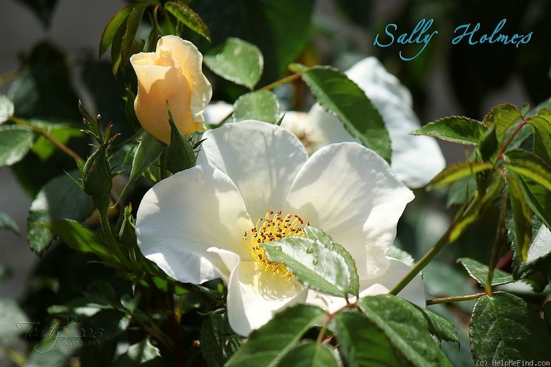 'Sally Holmes (Hybrid Musk, Holmes 1976)' rose, click to enlarge 'Sally Holmes (Hybrid Musk, Holmes 1976)' rose photo