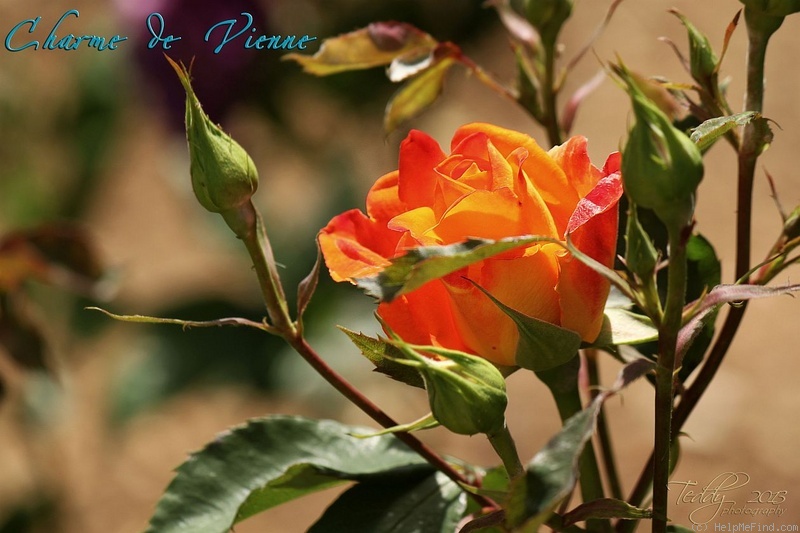 'Charme de Vienne' rose photo