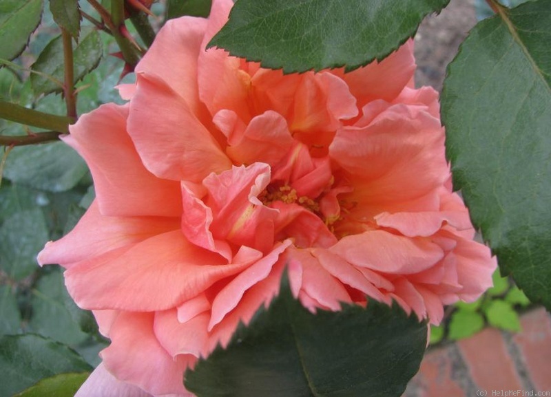 'Radiosa (hybrid tea, San Remo Exp. St., 1937)' rose, click to enlarge 'Radiosa (hybrid tea, San Remo Exp. St., 1937)' rose photo