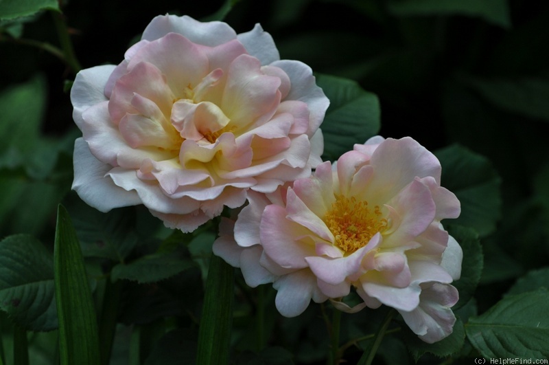 'Cameo Perfume ™' rose photo