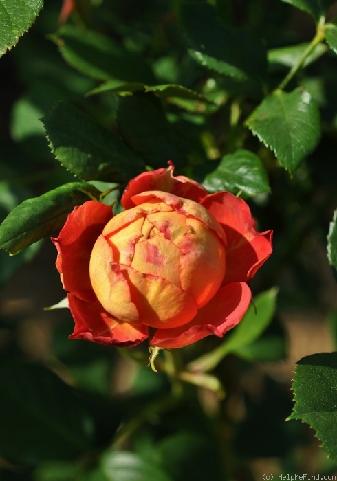 'Baby Romantica (LCl, Meilland 2010)' rose photo