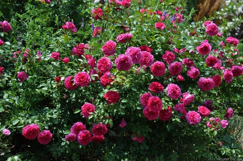 'Ivor's Rose' rose photo