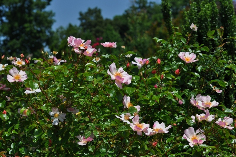 'Pierre Gagnaire ®' rose photo