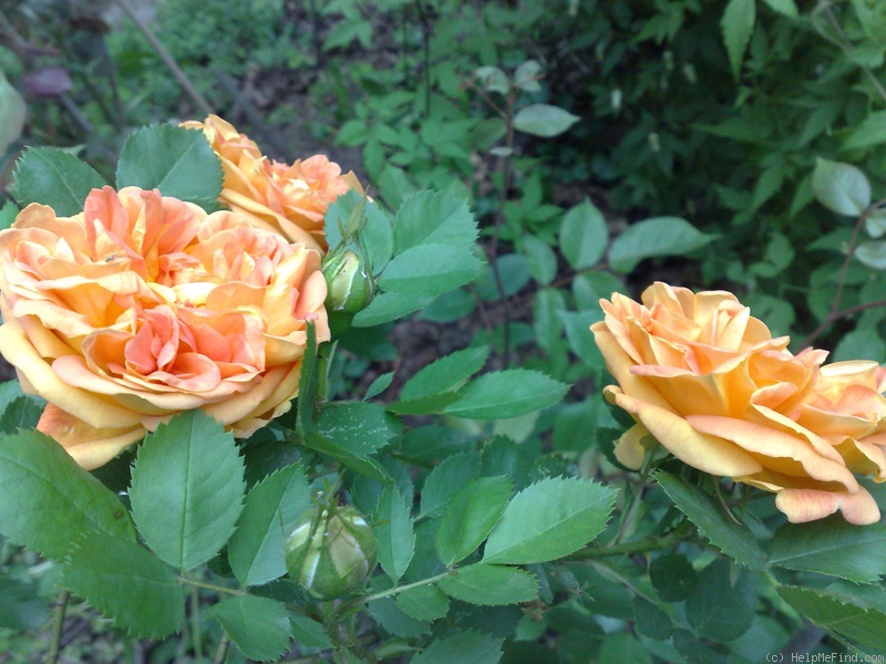 'Soleil d'Or' rose photo