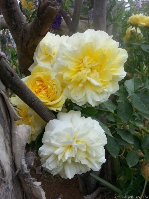 'Happy Child' rose photo