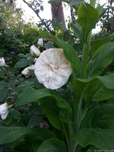 'Souvenir de la Malmaison' rose photo