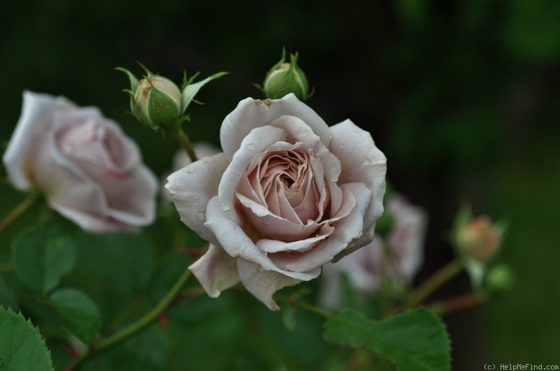 'Aschermittwoch (large flowered climber, Kordes, 1955)' rose photo