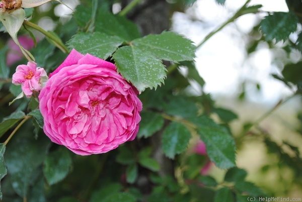 '<i>Rosa pendulina</i> 'gracilis'' rose photo