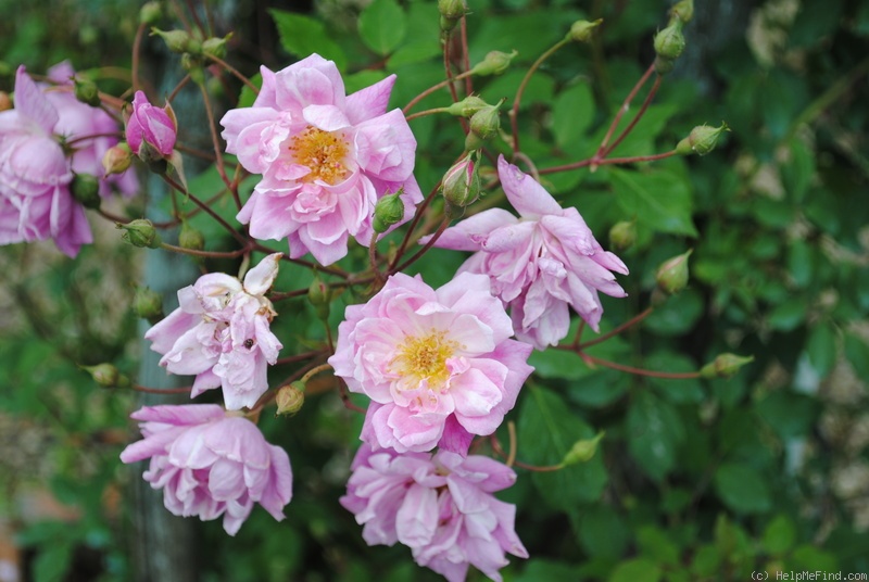 'Bougainville (noisette)' rose photo