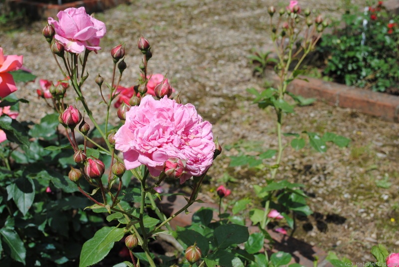'Maria Delforge' rose photo