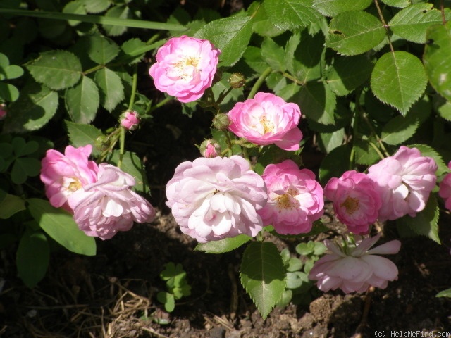 'Gloire des polyanthas' rose photo