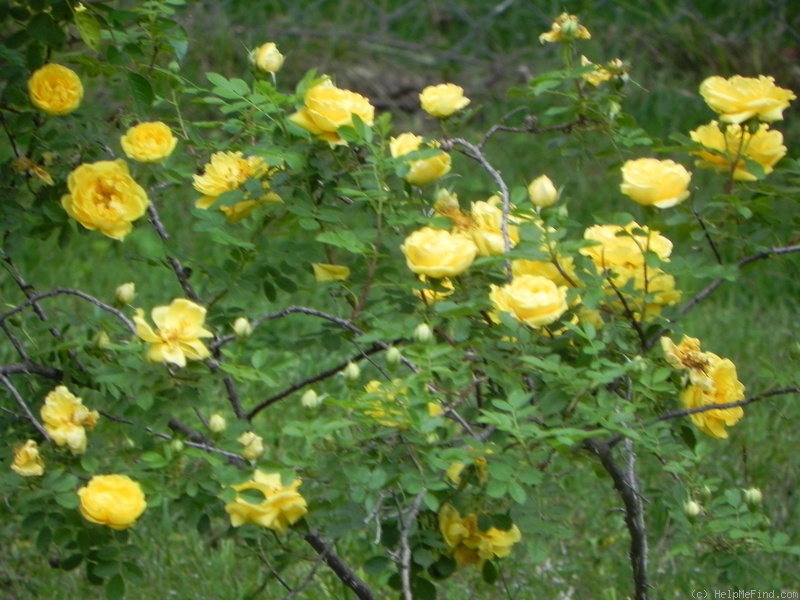 'Persian Yellow' rose photo