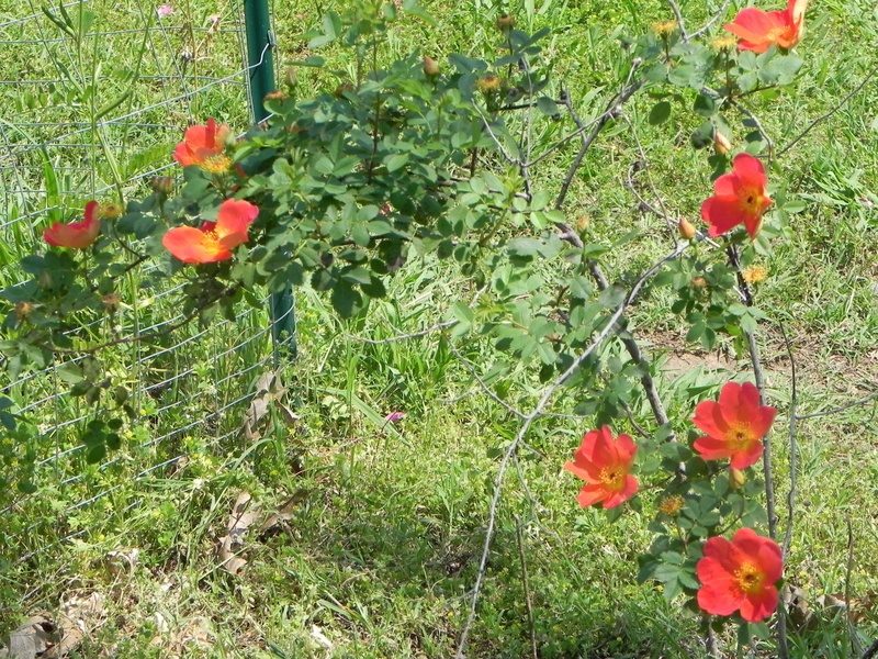 'BJ's Wilderness Garden'  photo