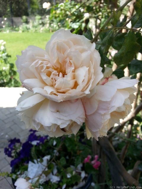 'The Generous Gardener' rose photo