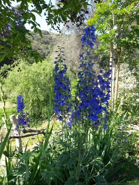 'Quail Haven Farm'  photo