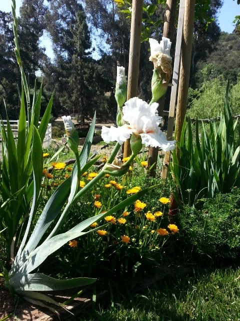 'Quail Haven Farm'  photo