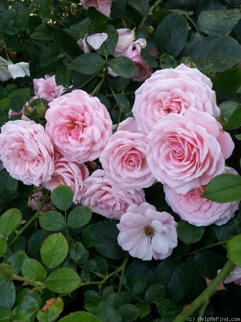 'Petal Pushers ™' rose photo