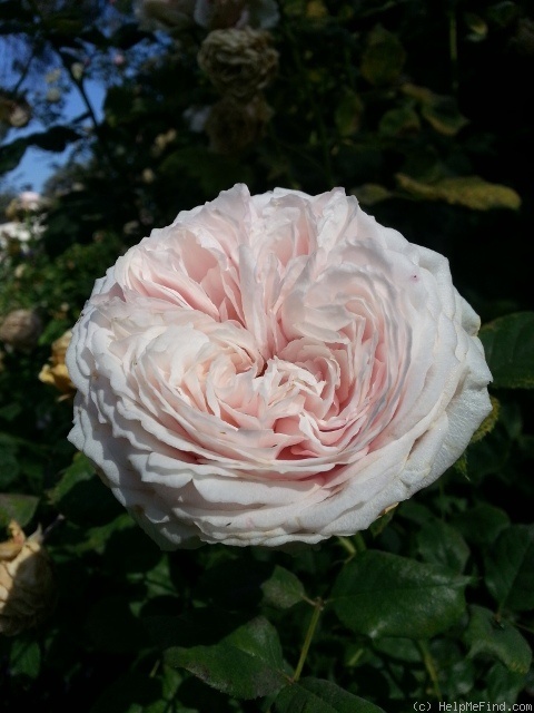 'Blessed Child' rose photo