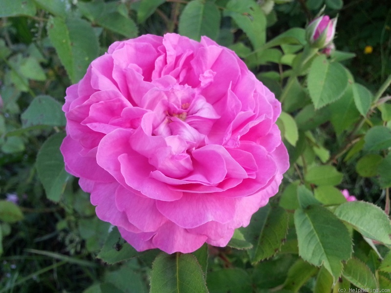 'Baronne Prévost (Hybrid Perpetual, Desprez, 1841)' rose photo