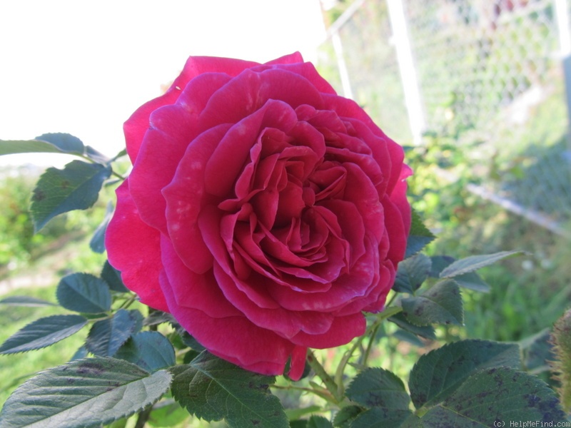 'Park Jewell' rose photo