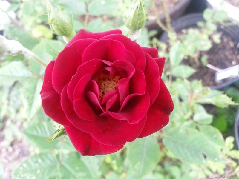 'Raven ™' rose photo