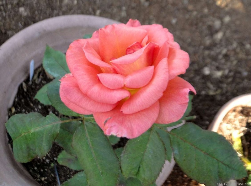 'Freddy Mercury' rose photo