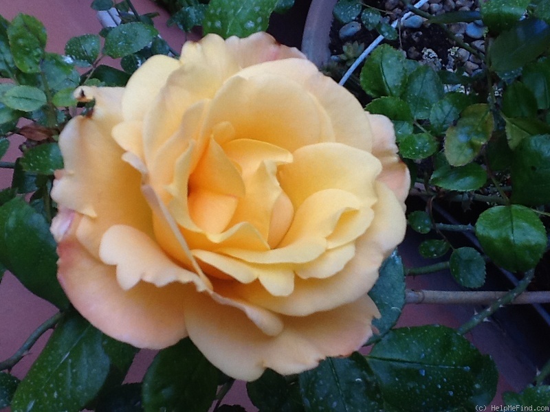 'Alix de Vergy®' rose photo