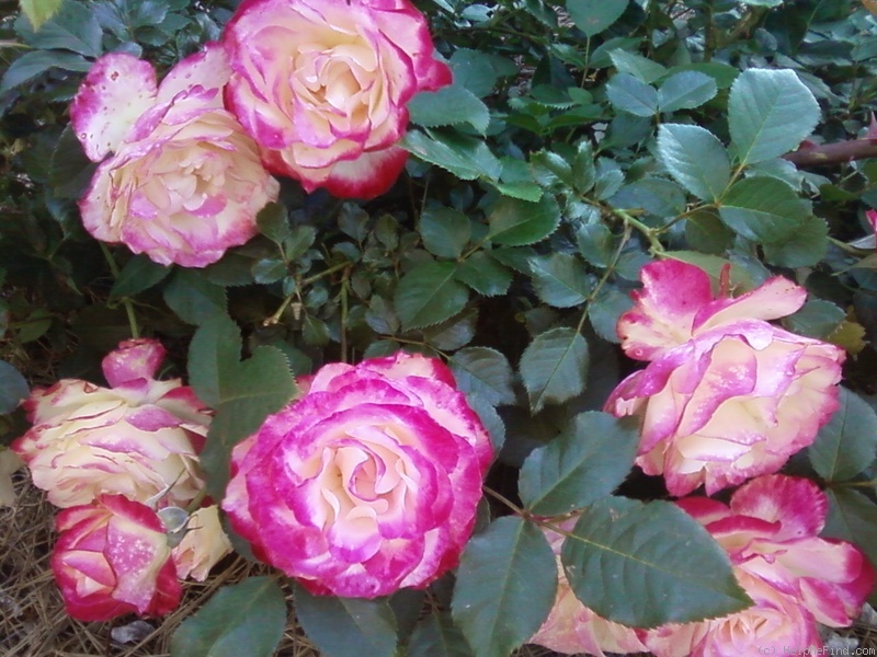 'Cherry Parfait ™' rose photo