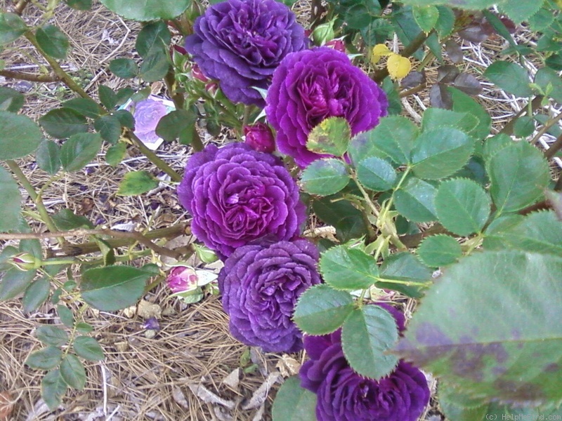 'Ebb Tide ™ (floribunda, Carruth 2001)' rose, click to enlarge 'Ebb Tide ™ (floribunda, Carruth 2001)' rose photo