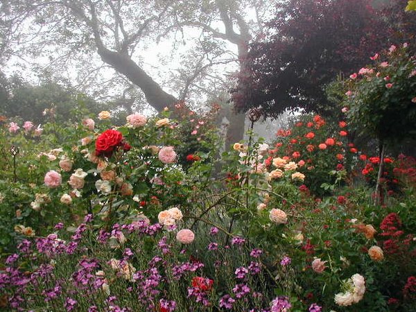 'Red Rose Ridge'  photo