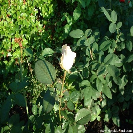 'Honor' rose photo