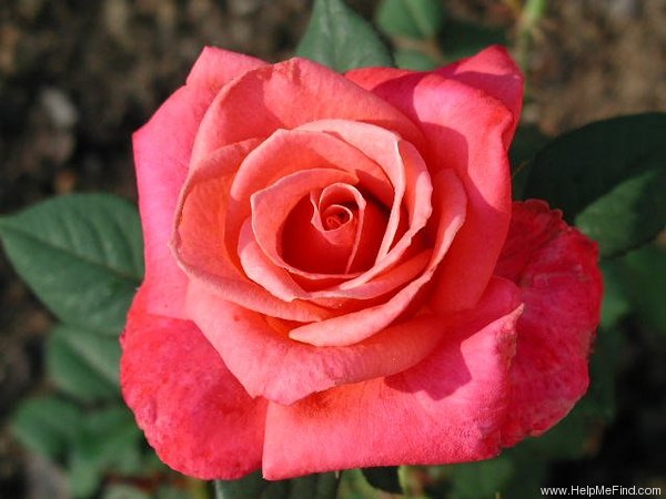 'O'Rilla' rose photo