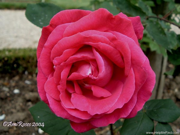 'Victor Verdier (Hybrid Perpetual, Lacharme, 1859)' rose photo