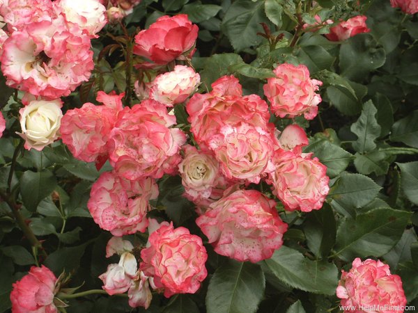 'Delany Sisters' Rose