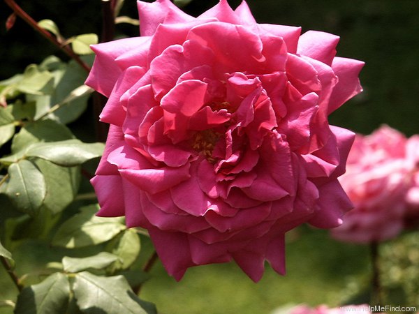 'Duftrausch ® (hybrid tea, Evers/Tantau, 1986)' rose photo