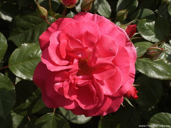'Elka Gaarlandt' rose photo