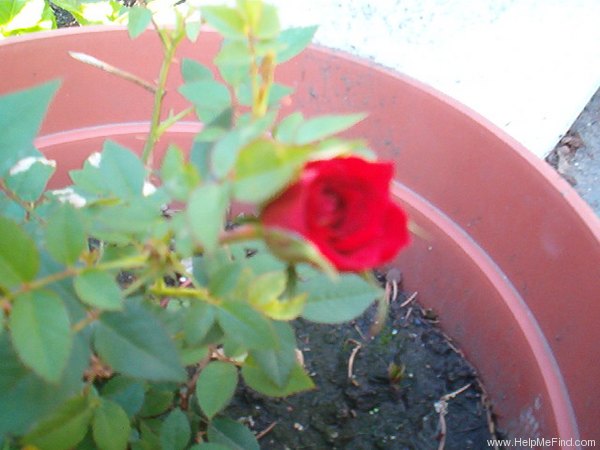 'Gypsy Sunblaze ™' rose photo