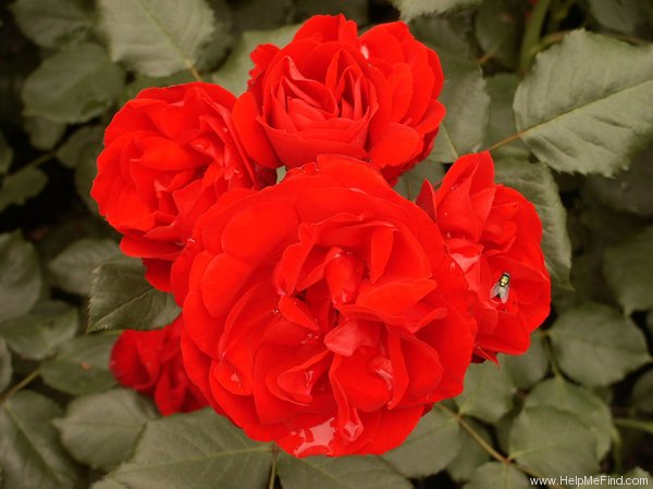 'Floranje' rose photo