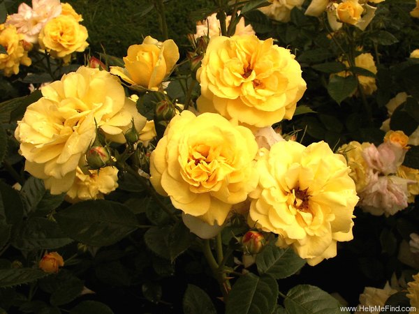 'Jan Spek' rose photo